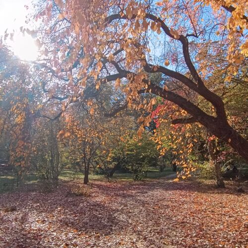 Ein Herbst Gedicht by Fränky