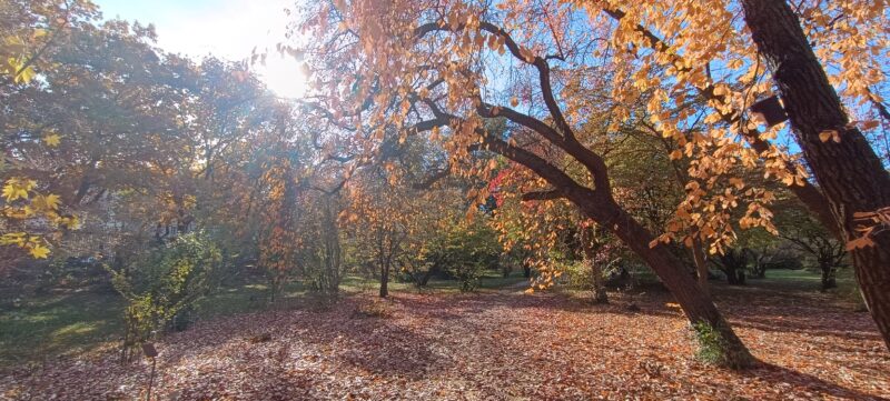 Ein Herbst Gedicht by Fränky