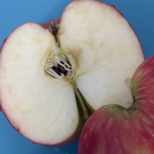 Wir pflanzen einen Apfelbaum