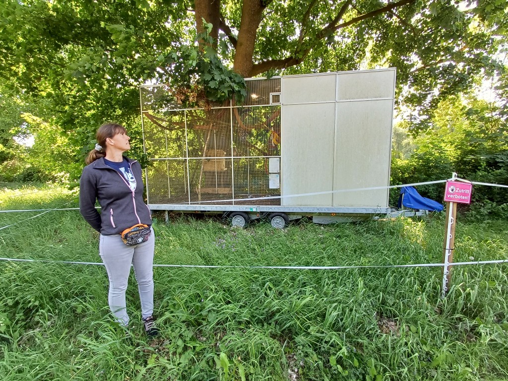 Eichhörnchen Notruf