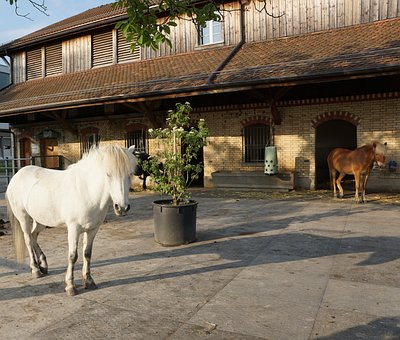 Das Leben ist (k)ein Ponyhof!