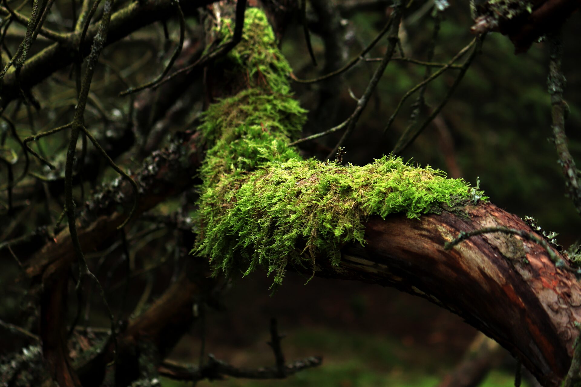 „Ick gloob ick steh im Wald „