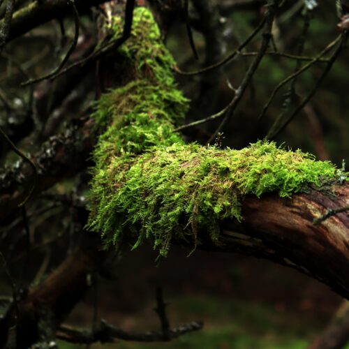 „Ick gloob ick steh im Wald „